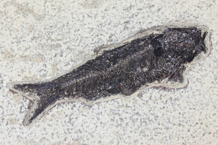 Fossil Fish (Knightia) - Green River Formation #126179